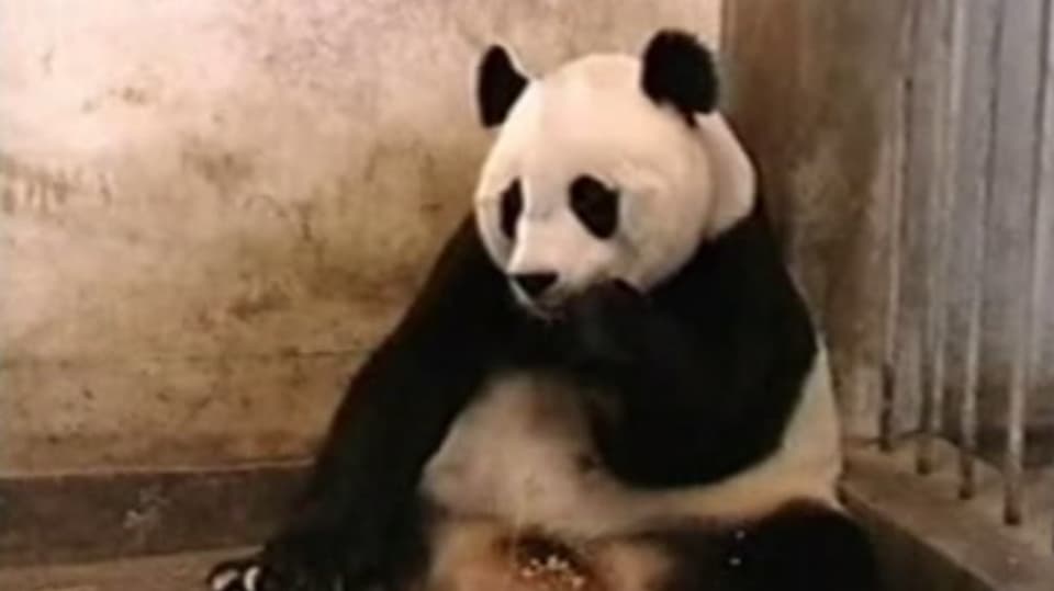 Když se panda lekne...